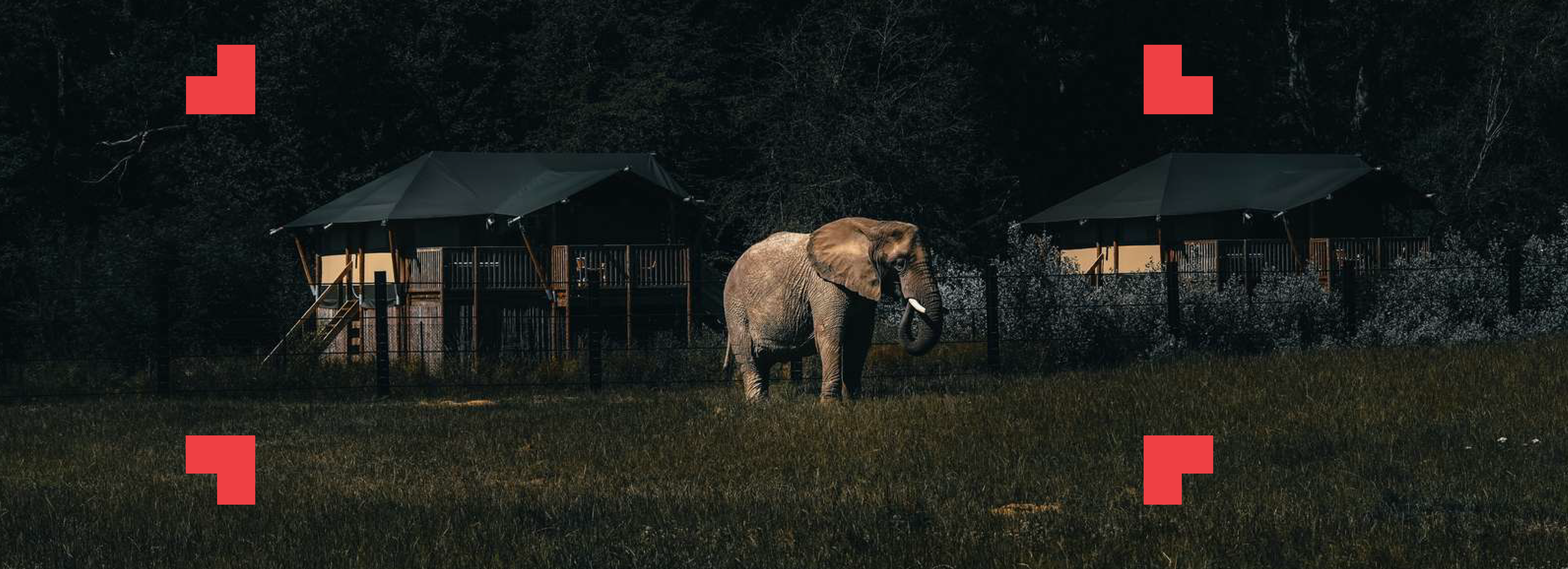 Elefant om aftenen udenfor en bygning